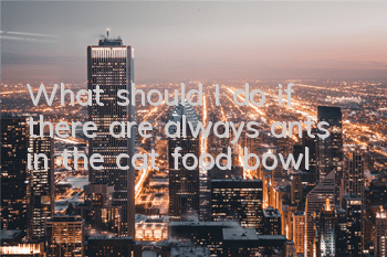 What should I do if there are always ants in the cat food bowl?