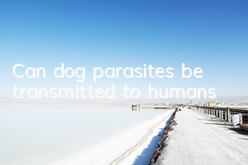 Can dog parasites be transmitted to humans?
