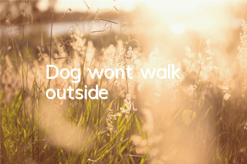 Dog won’t walk outside