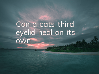 Can a cat’s third eyelid heal on its own?