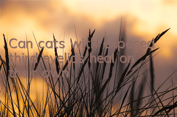 Can cats with exposed third eyelids heal on their own?