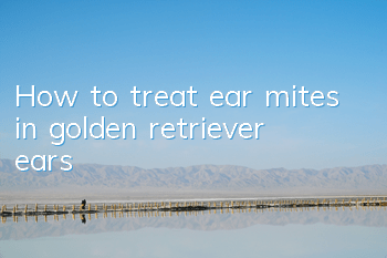 THow to treat ear mites in golden retriever ears
