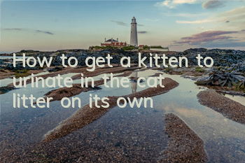 THow to get a kitten to urinate in the cat litter on its own?
