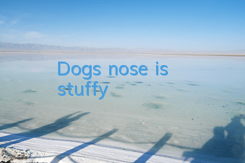 Dog's nose is stuffy