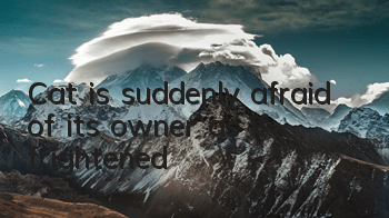 Cat is suddenly afraid of its owner as if frightened