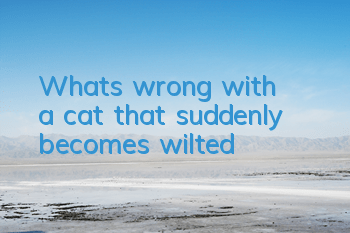 What's wrong with a cat that suddenly becomes wilted?