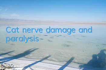 Cat nerve damage and paralysis