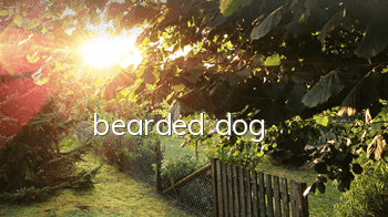 bearded dog