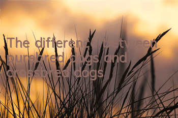 The difference between purebred dogs and crossbred dogs