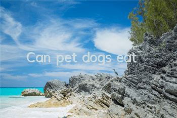 Can pet dogs eat?