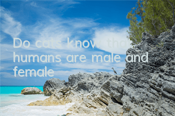 Do cats know that humans are male and female?