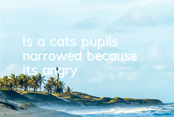Is a cat’s pupils narrowed because it’s angry?