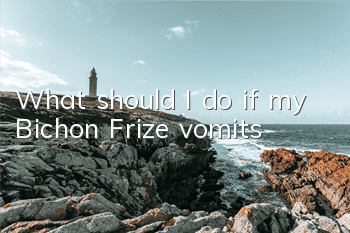What should I do if my Bichon Frize vomits?