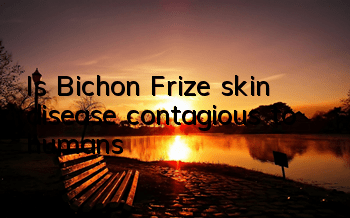 Is Bichon Frize skin disease contagious to humans?