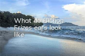 What do Bichon Frize’s ears look like?