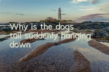 TWhy is the dog's tail suddenly hanging down?
