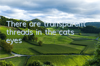 There are transparent threads in the cat’s eyes