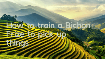 How to train a Bichon Frize to pick up things