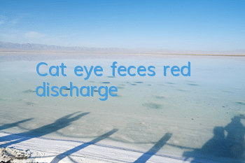 Cat eye feces red discharge