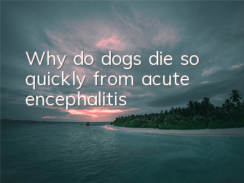 Why do dogs die so quickly from acute encephalitis?