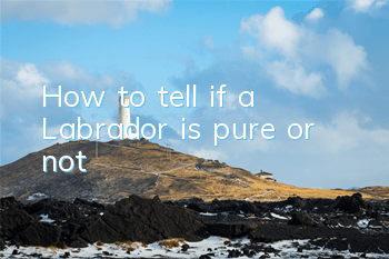 How to tell if a Labrador is pure or not