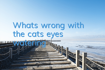 What's wrong with the cat's eyes watering?