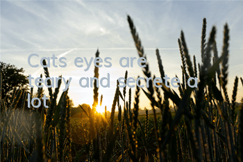 Cat's eyes are teary and secrete a lot