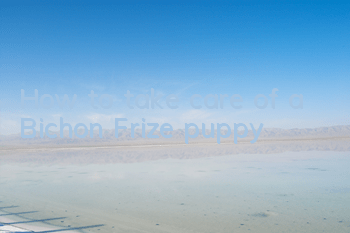How to take care of a Bichon Frize puppy