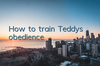How to train Teddy’s obedience