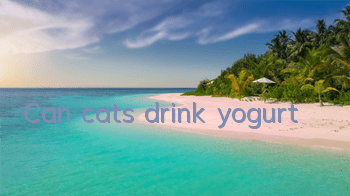 TCan cats drink yogurt?