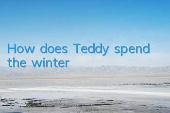 How does Teddy spend the winter?