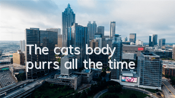 The cat's body purrs all the time