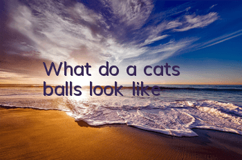 What do a cat’s balls look like?