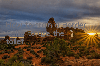 How to train a Border Collie to use the toilet