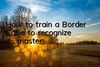 How to train a Border Collie to recognize its master