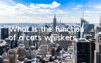 What is the function of a cat’s whiskers?