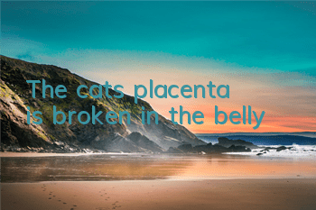 The cat’s placenta is broken in the belly