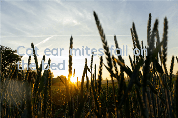 Cat ear mites fall on the bed