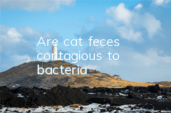 Are cat feces contagious to bacteria?