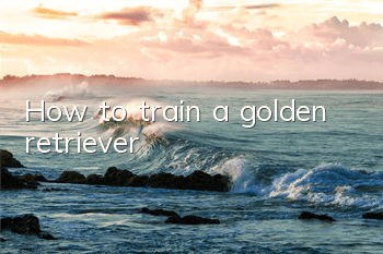 How to train a golden retriever