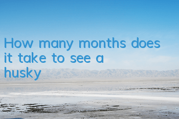 How many months does it take to see a husky?