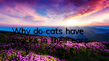 Why do cats have cracks in their ears?