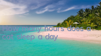 How many hours does a cat sleep a day?