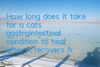 How long does it take for a cat’s gastrointestinal condition to heal after it recovers from feline plague?