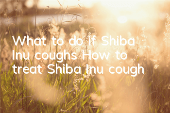 What to do if Shiba Inu coughs? How to treat Shiba Inu cough?