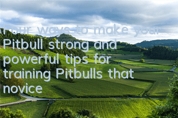 TFour ways to make your Pitbull strong and powerful, tips for training Pitbulls that novices must read!