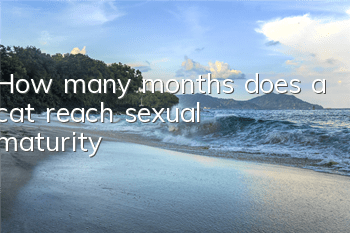 How many months does a cat reach sexual maturity?