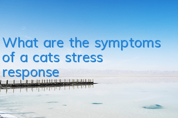 What are the symptoms of a cat’s stress response?
