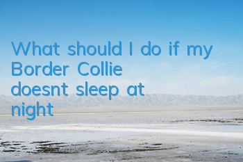 What should I do if my Border Collie doesn’t sleep at night?
