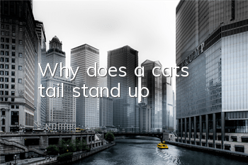 Why does a cat's tail stand up?
